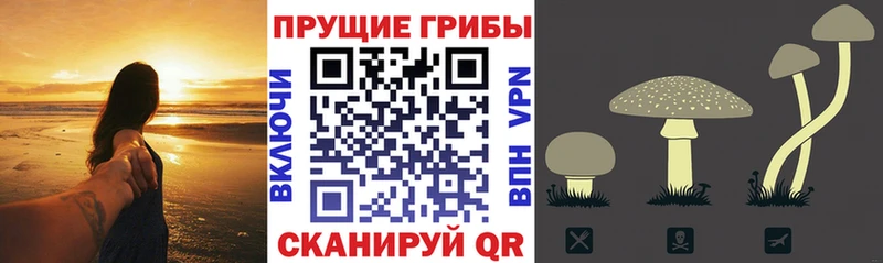 Псилоцибиновые грибы мухоморы  Суджа 
